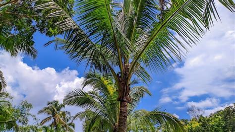 Premium Photo View Of Tall Coconut Trees With Clear Cloudy Sky With