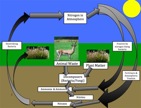 Cycles Of Matter Temperate Grasslandcassie Hooten