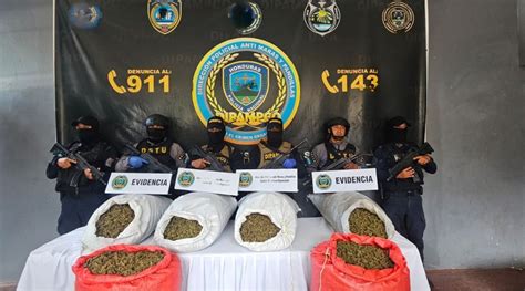 Encuentran Mil Libras De Marihuana Y Narcolaboratorio En Choloma