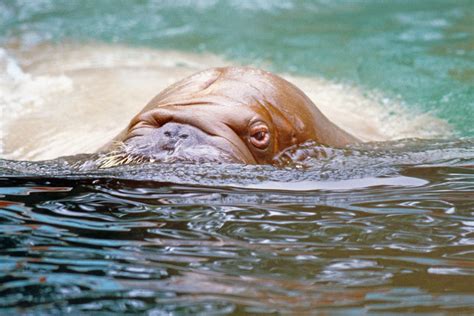 70+ Free Walrus & Animal Images - Pixabay