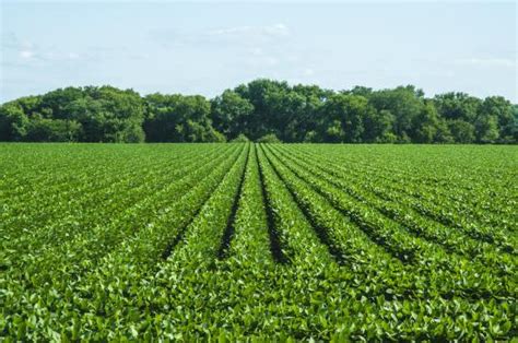 Growing Soybeans 101 Successful Farming