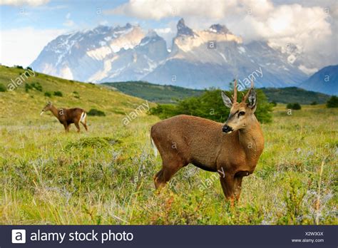 Huemul Deer Chile High Resolution Stock Photography and Images - Alamy