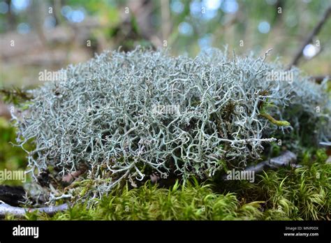 Fructose Lichen