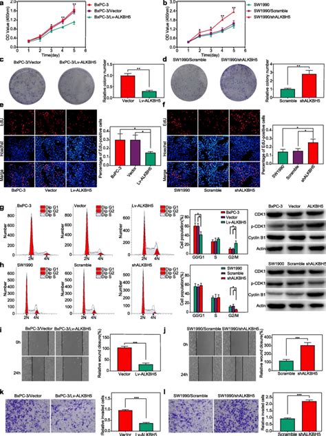 ALKBH5 Attenuation Of Proliferation Cell Cycle Migration And Invasion