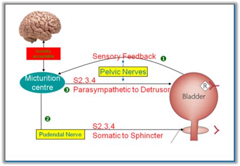 Lecture 32 Micturition Flashcards Quizlet