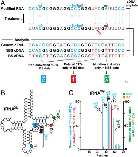 Transcriptome Wide Profiling Of Multiple Rna Modifications