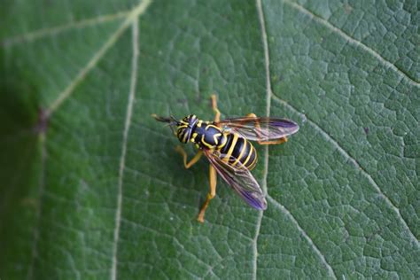 Eastern Hornet Fly From Smithfield RI 02917 USA On September 25 2020