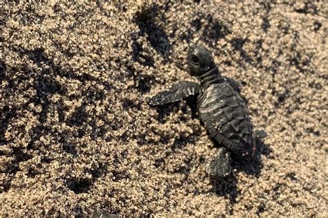 120 Pawikan Hatchlings Pinakawalan Sa Dagat Sa Zambales Abs Cbn News