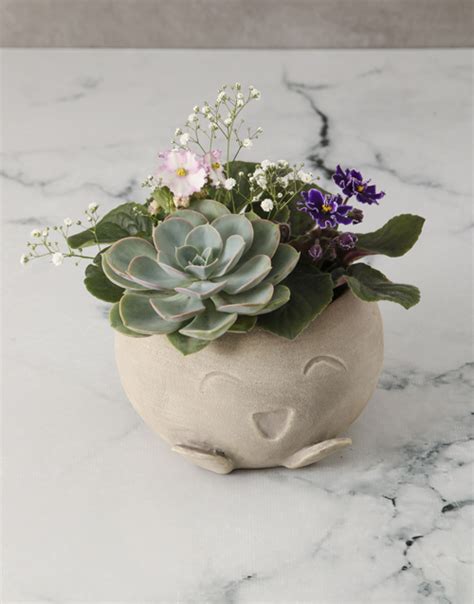 African Violet Garden In Mojo Pot Hamperlicious