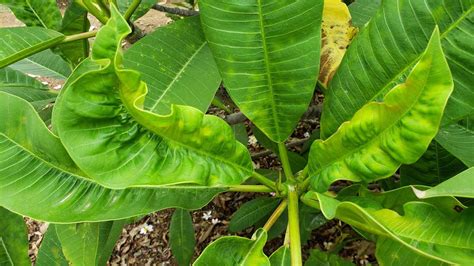 Plumeria Leaves Curling Causes How To Fix Them