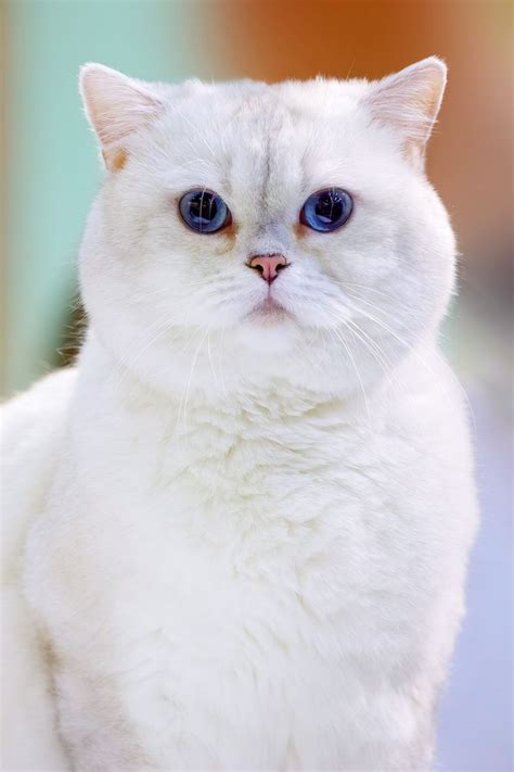 White Cat Breeds