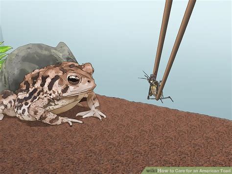 How To Care For An American Toad 10 Steps With Pictures