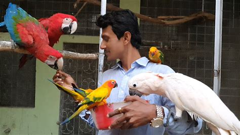 Story Of Parrot Dipankar Wonderful Journey Of Parrot Dipankar Youtube