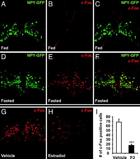 Functional Requirement Of Agrp And Npy Neurons In Ovarian Cycle