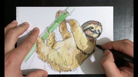 How To Draw A Sloth A Sloth Drawing Tembel Hayvan Izimi