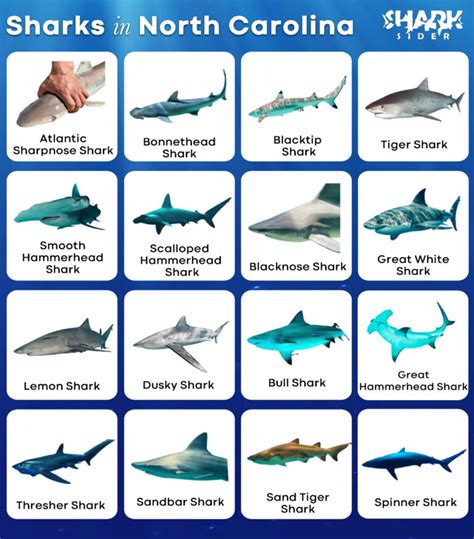 List Of Sharks In North Carolina With Pictures