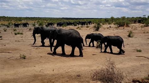 Video Nearly half of the world's migratory species are in decline, UN ...