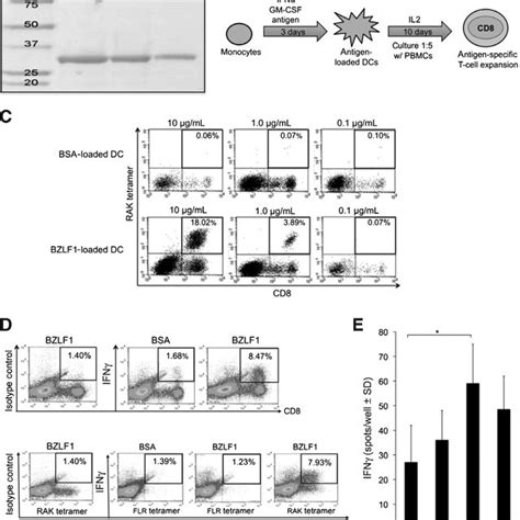 Recombinant Bzlf1 Presentation By Human Dcs Promotes Bzlf1 Specific Cd8