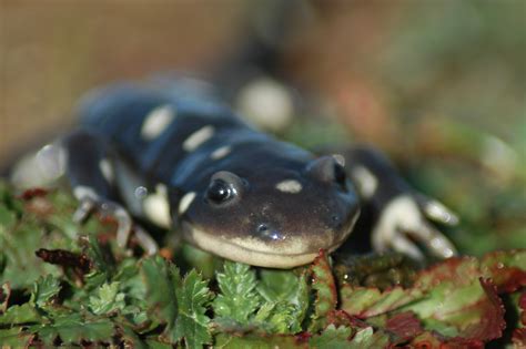 Tiger Salamander Habitat