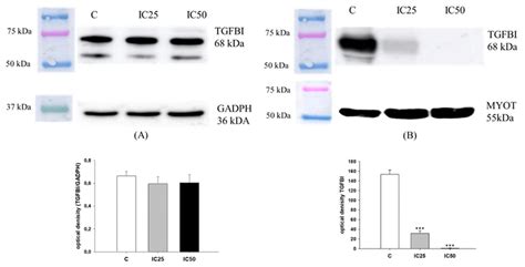 TGFBI Protein Expression Analysis In The W1TR Cell Line A And