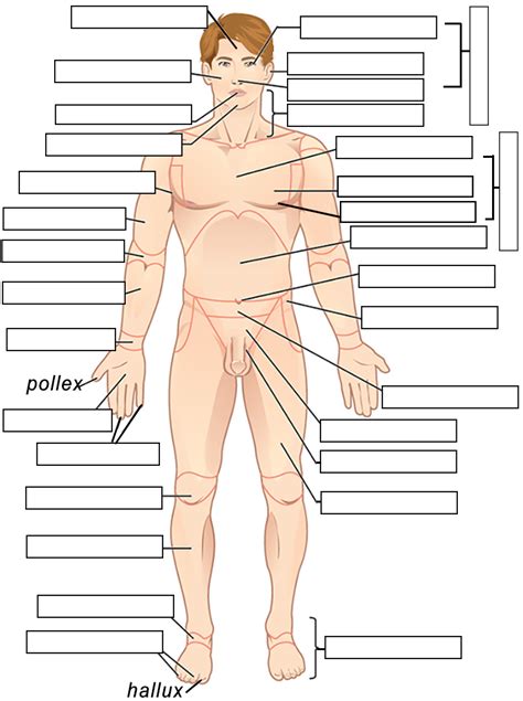 Unexpected fort resistance body regions anatomy Creed difficult Compliance to