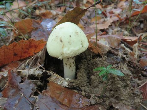 Mycologie Sassenage Sortie Du Octobre Le Plan