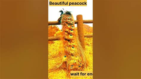 Beautiful Peacock🦚 Peacock Sound Heavy Rain🦚 Peacock Dance Video🦚