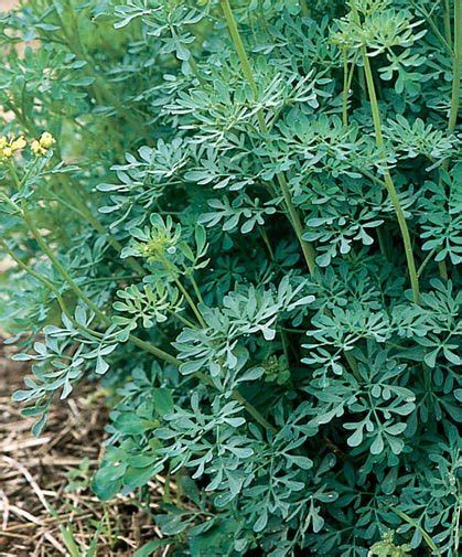 Rue Herb Plants Kailash Herbs