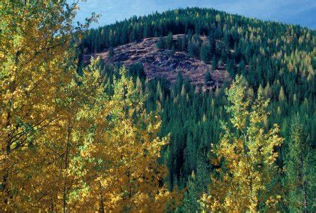 Wildflowers on the Colville National Forest - Free Stock Photos | Creazilla