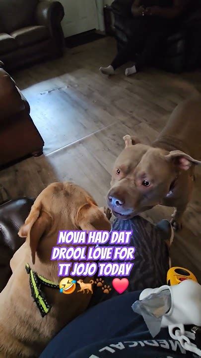 My Dog Got That Drool Love 🐕🐾 ️ Americanbullybreed Adorabledog