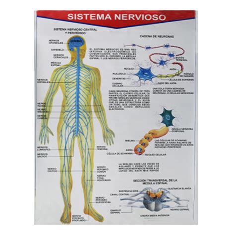 Laminas Escolares Lamina Sistema Nervioso Porn Sex Picture