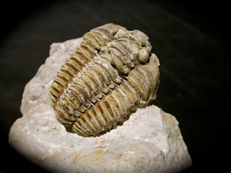 Calymene Celebra American Trilobite Middle Silurian Trilobites Order