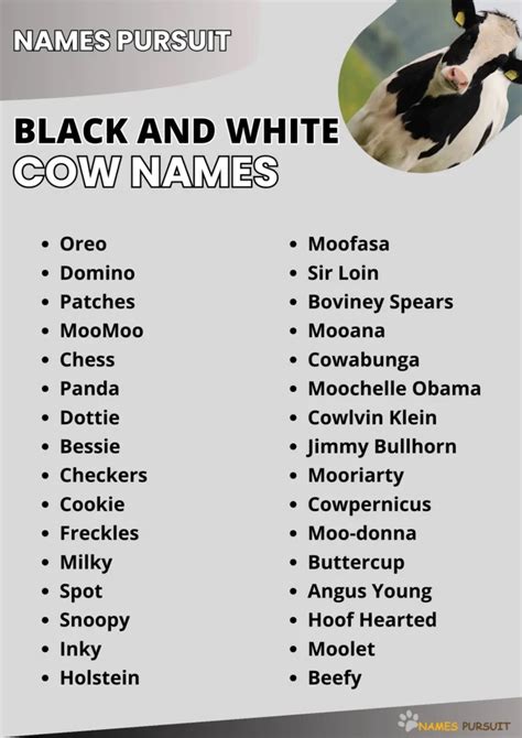 200+ Black and White Cow Names [Epic Naming Guide]