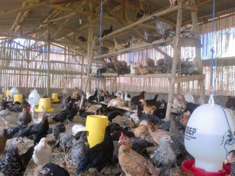 Beternak Ayam Kampung Super Joper Dengan Sistem Semi Intensif