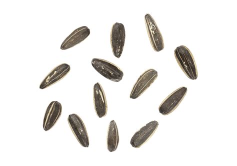 Sunflower Seeds Isolated On A Transparent Background Png Png