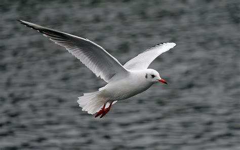 🔥 80 Birds Flying Wallpapers Wallpapersafari