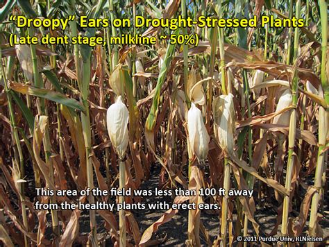 August 3 2012 Issue 19 Pest Crop Newsletter Entomology Extension