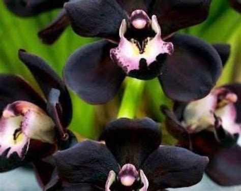 Orchid Plant Cymbidium Kiwi Midnight Geyserland Bare Root Etsy