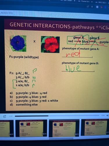 Genetic Interactions Flashcards Quizlet