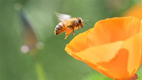 La Disparition Des Insectes France Inter