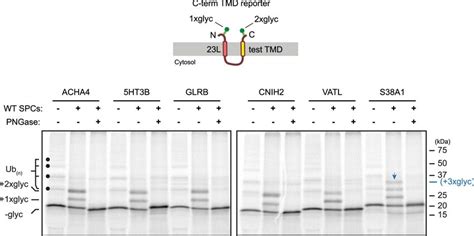 Glycosylation Analysis Of C Terminal Tmd Reporters The Diagram Shows