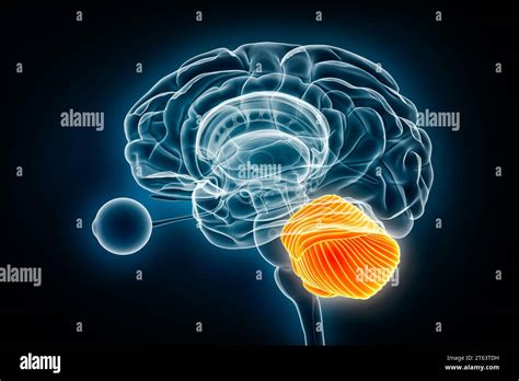 Cerebellum X Ray View 3D Rendering Illustration Human Brain And