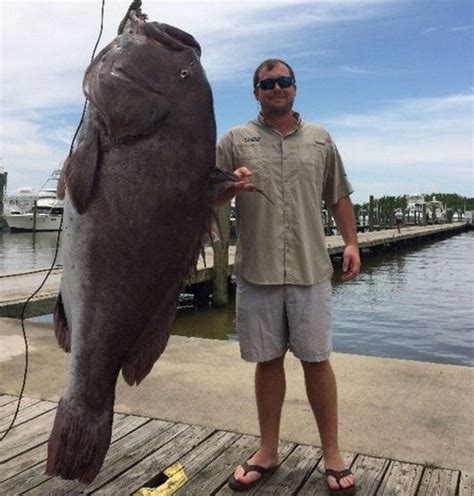 Gigantic Grouper Caught In The Gulf Of Mexico Firstcoastnews