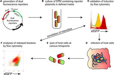 Frontiers Comprehensive Single Cell Analyses Of The Nutritional