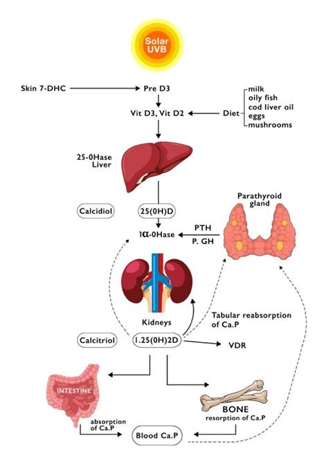 The Metabolism Of Vitamin D Solid Arrows Show The Direct Effects Of