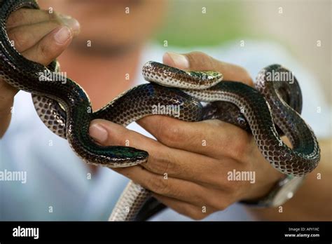 Iridescent Sunbeam Snakes Xenopeltis Unicolor In Hand Red Cross