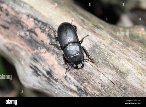 Lesser Stag Beetle Stock Photo Alamy