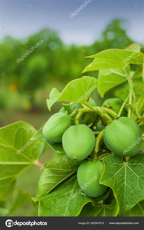 Physic Nut Purging Nut Barbadose Nut Jatropha Curcas Plantation