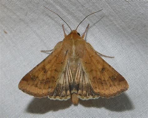 Corn Earworm Moth Helicoverpa Zea Helicoverpa Zea Bugguidenet