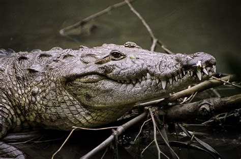 Cocodrilo De Pantano Anfibios Y Reptiles De Tamaulipas · Inaturalist